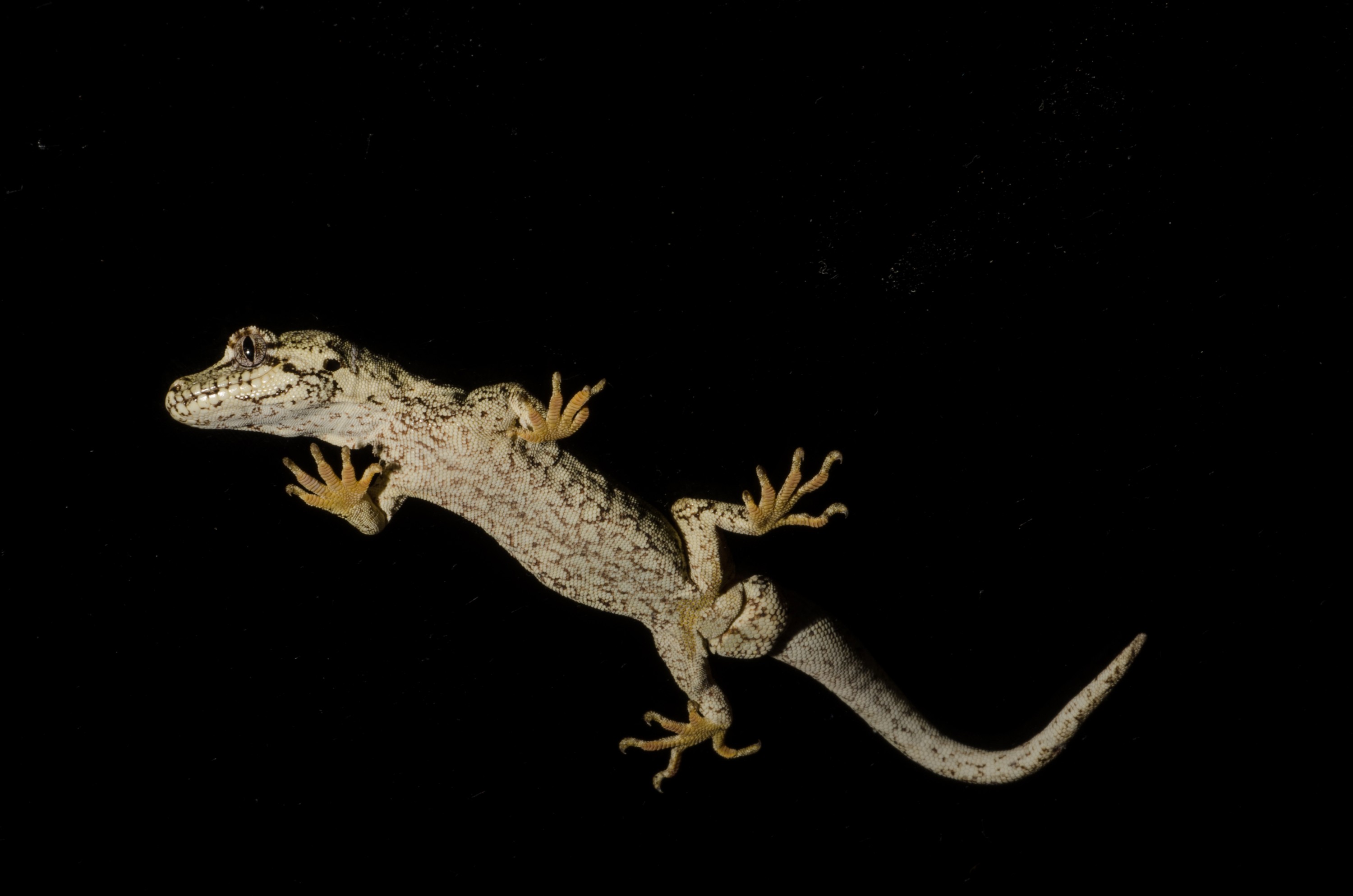 DSC_5341 – Forest, gecko, Hoplodactylus, granulatus, lizard, Crispin, reptiles, amphibians, rare, cold, blood, new, new zealand, zealand, nz
